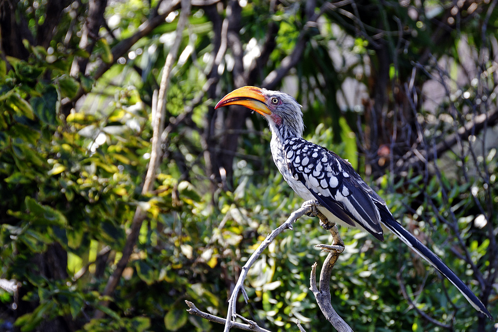 Yellowbilled Hornbill (Tockus flavirostris)