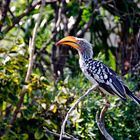 Yellowbilled Hornbill (Tockus flavirostris)