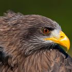 Yellowbilled Kite, South Africa