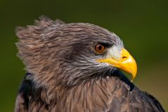 Yellowbilled Kite, South Africa