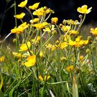 yellow@CliffsOfMoher