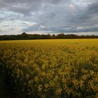 Yellowfield