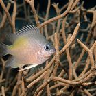 Yellowfin Damsel (Amblyglyphidodon)