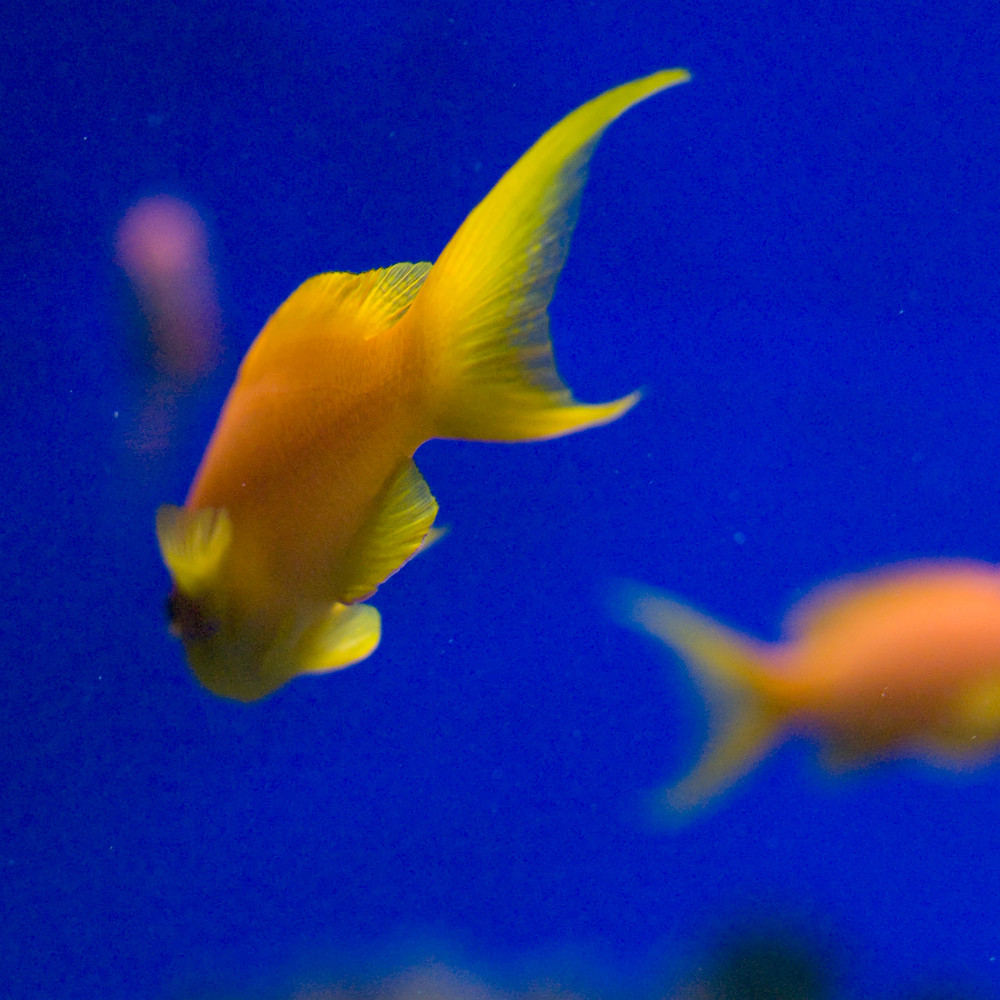 yellowfish in blue