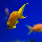 yellowfish in blue