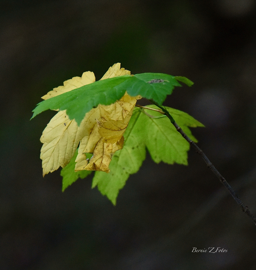 Yellow/green