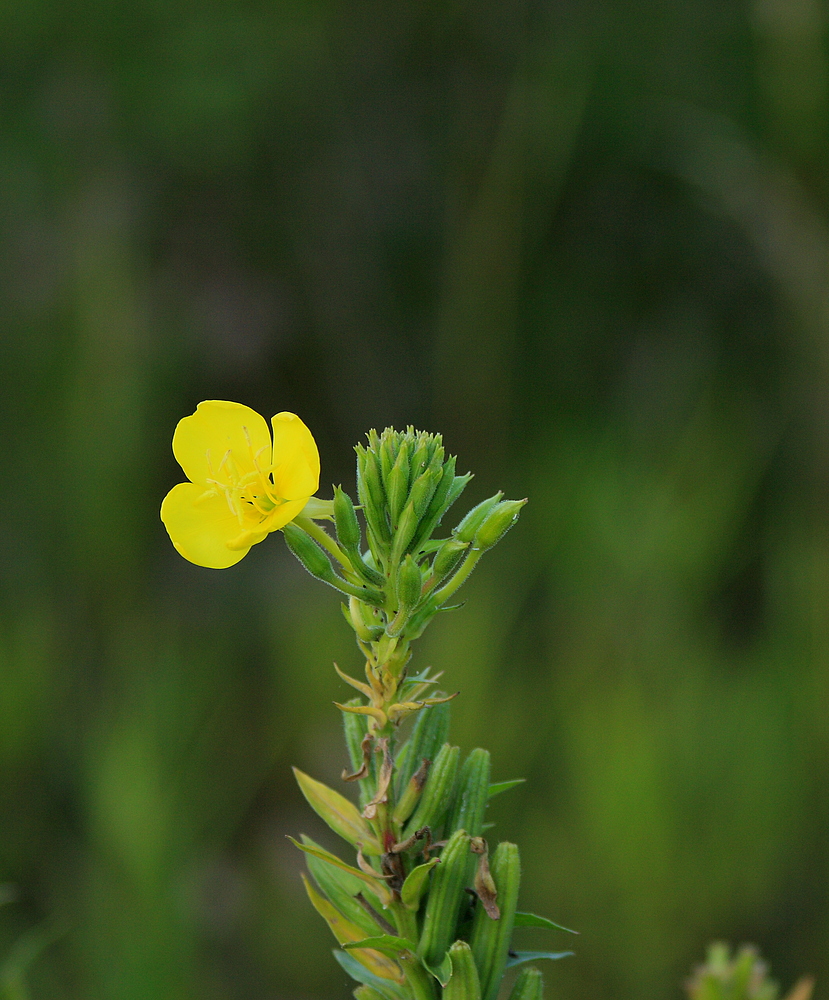 yellow/green