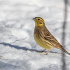 Yellowhammer