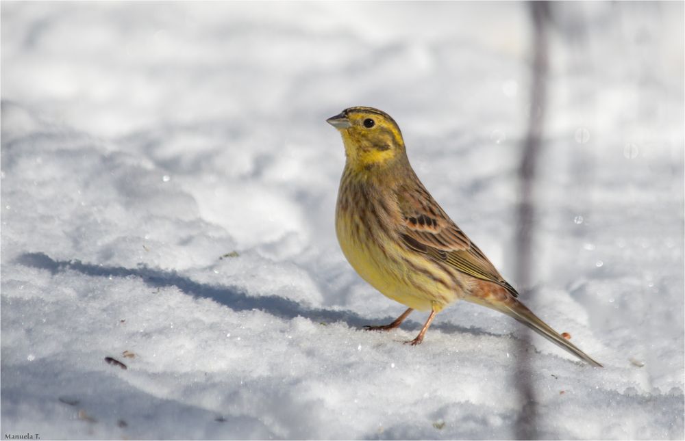 Yellowhammer