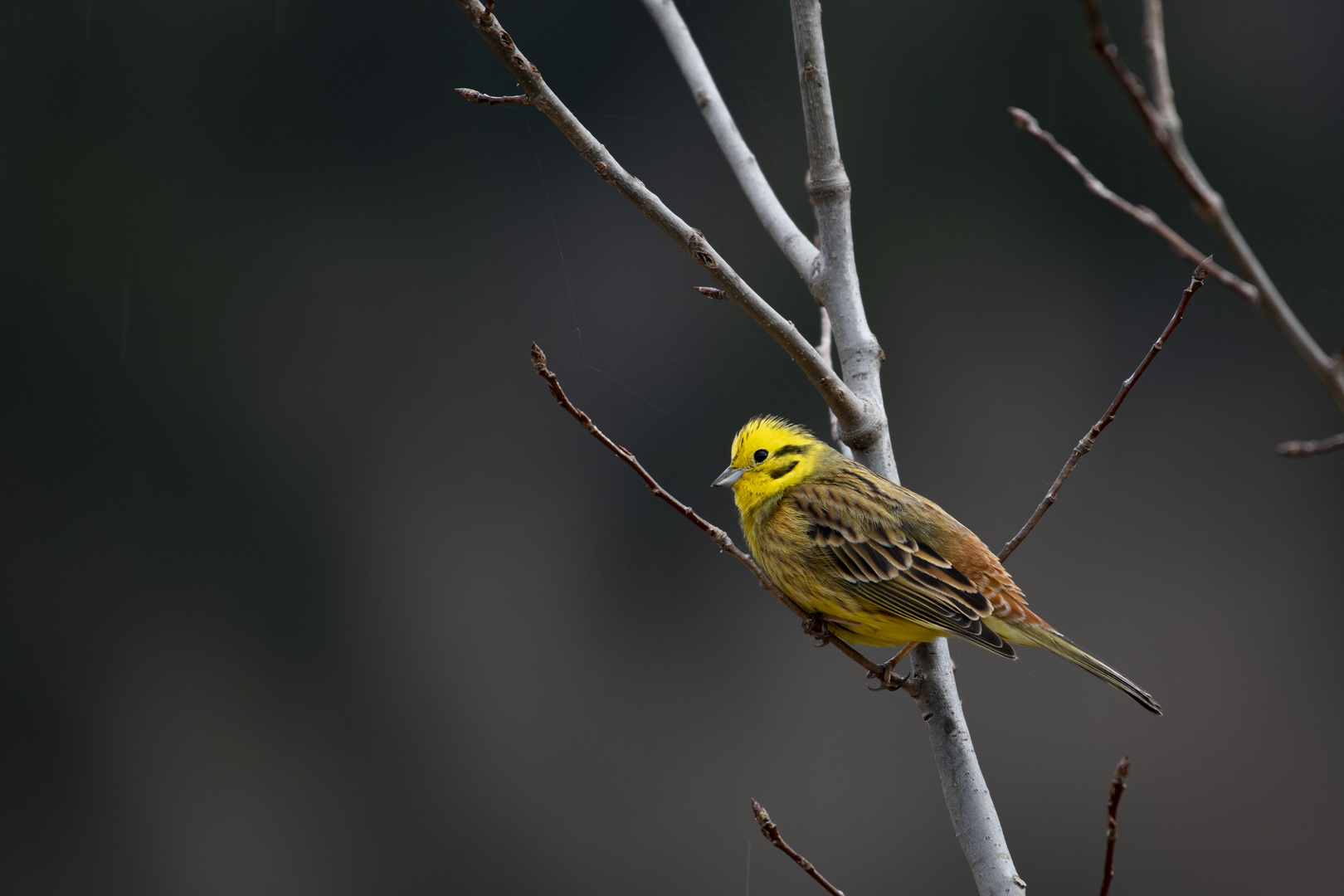 Yellowhammer