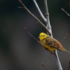 Yellowhammer