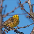 Yellowhammer