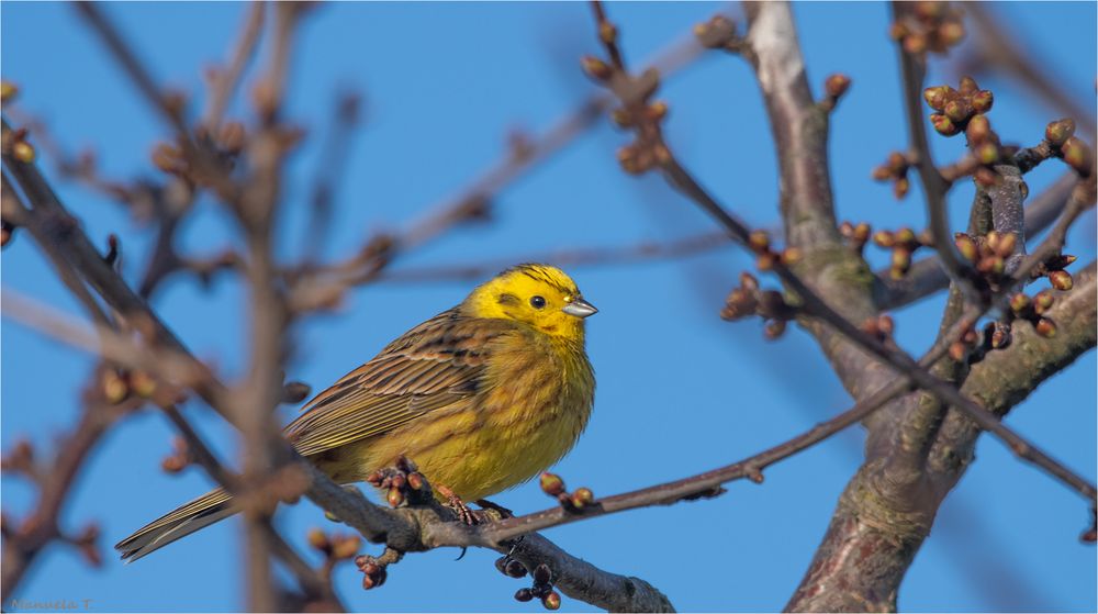 Yellowhammer