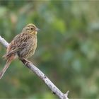 Yellowhammer