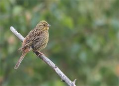 Yellowhammer