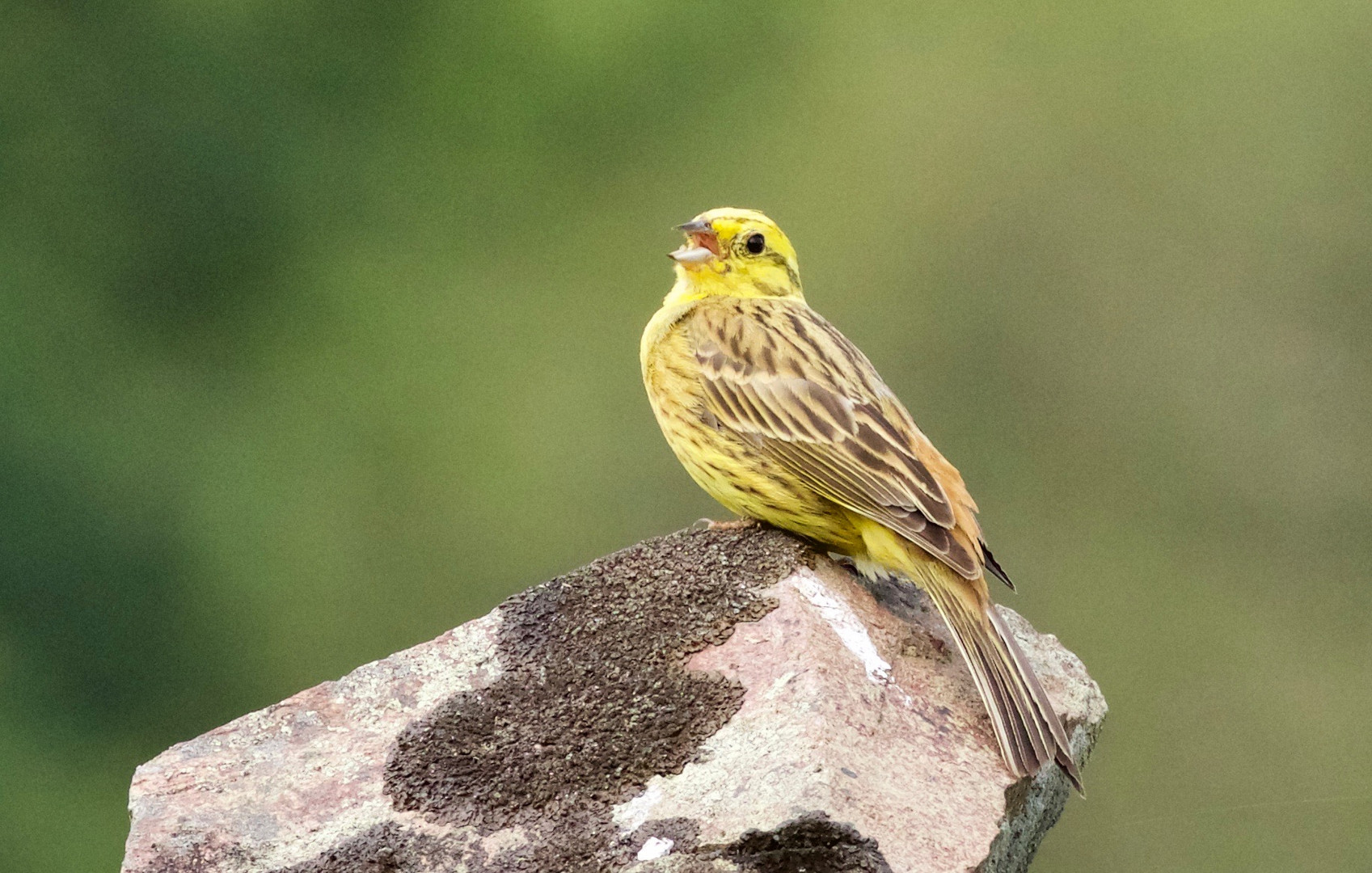 Yellowhammer