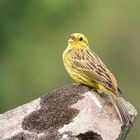 Yellowhammer