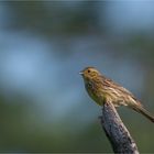 Yellowhammer