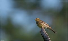 Yellowhammer