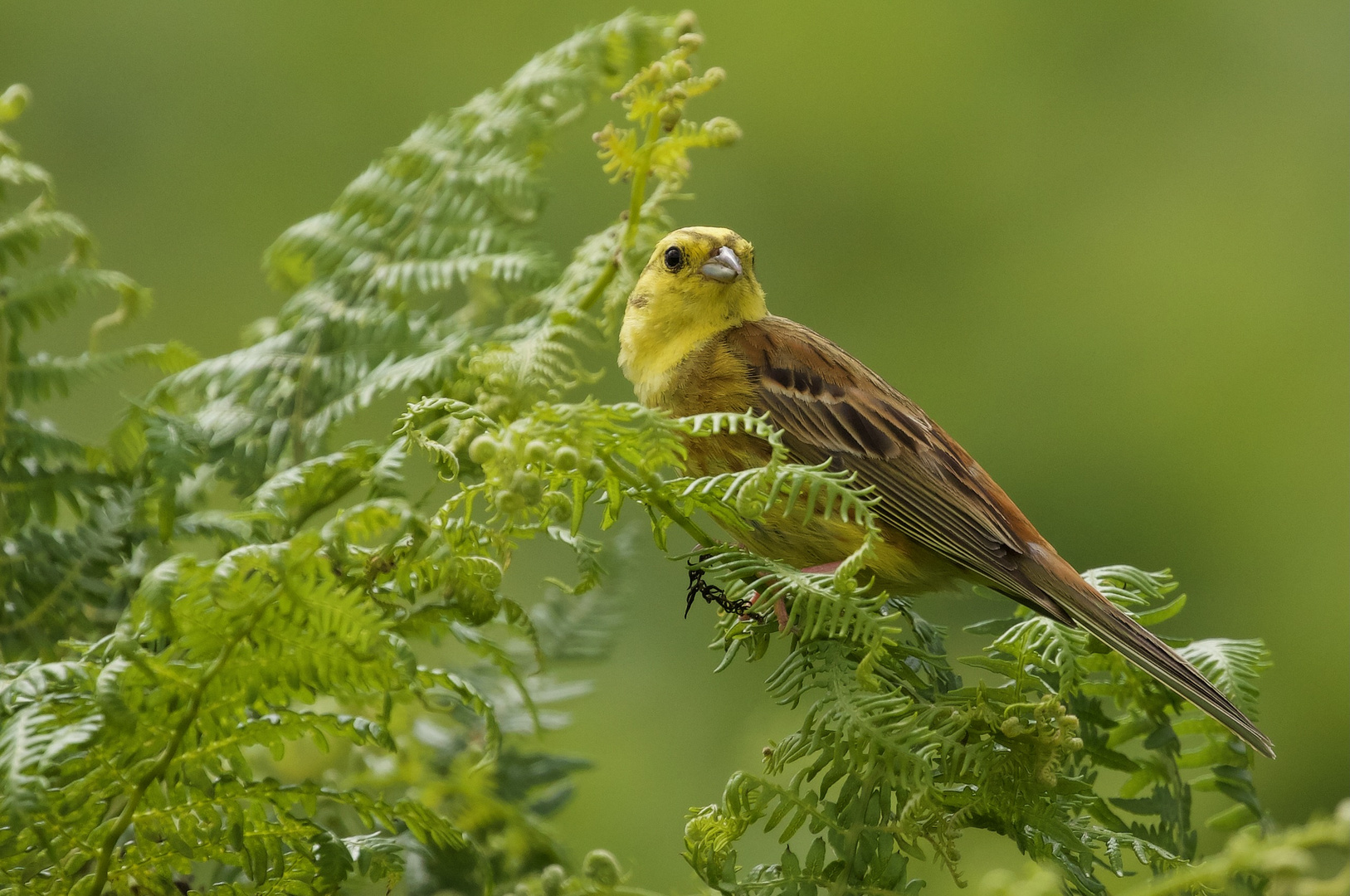 yellowhammer