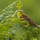 yellowhammer