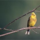 Yellowhammer