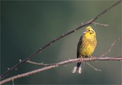 Yellowhammer