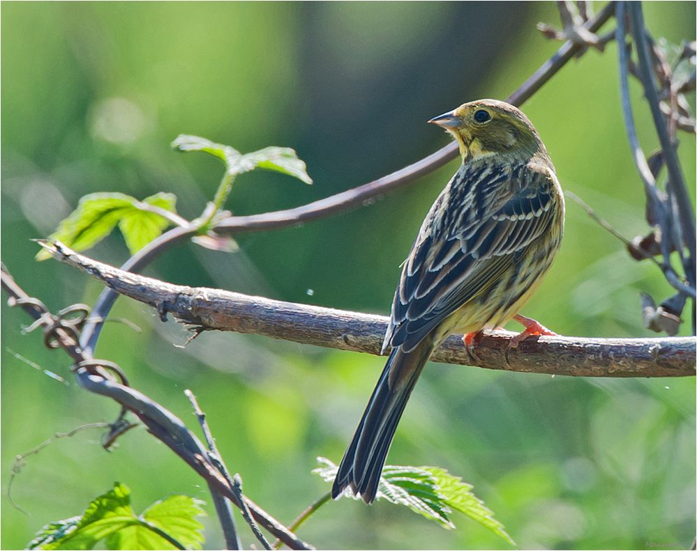 Yellowhammer