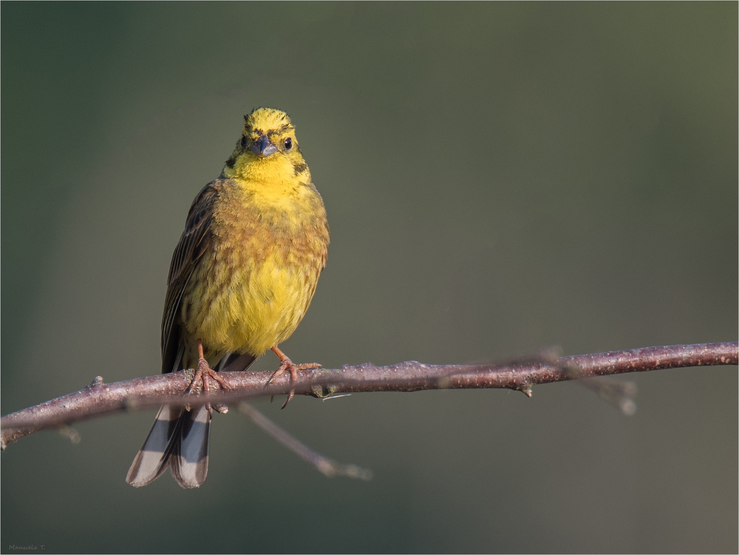 Yellowhammer