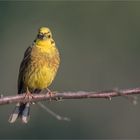 Yellowhammer