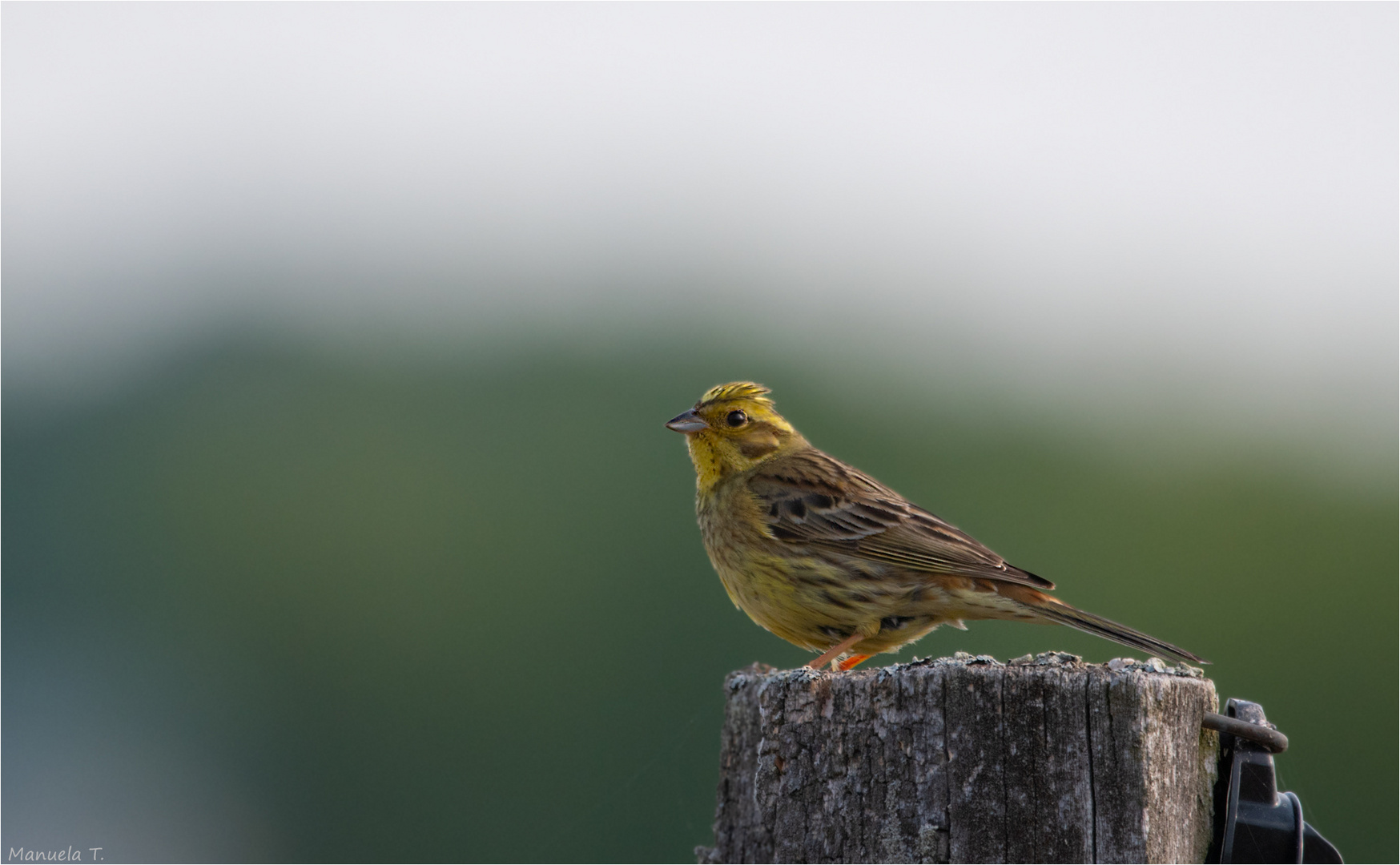 Yellowhammer