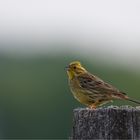 Yellowhammer