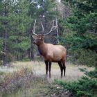 Yellowhead Hwy, Jasper, CA