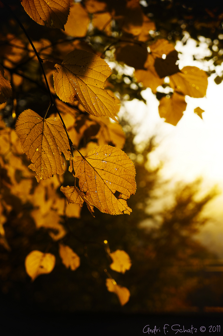 yellowleaves