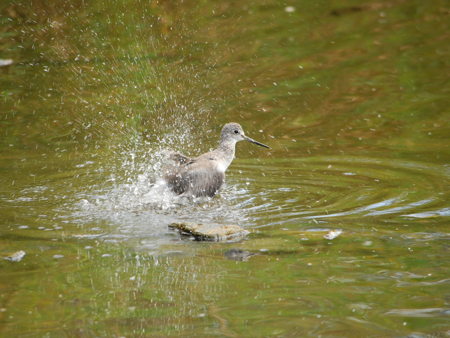 Yellowlegs - Gelbschenkel