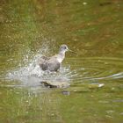 Yellowlegs - Gelbschenkel