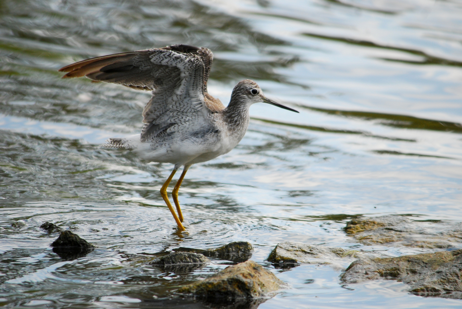 Yellowlegs - Gelbschenkel II