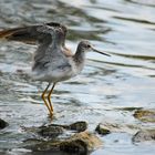 Yellowlegs - Gelbschenkel II