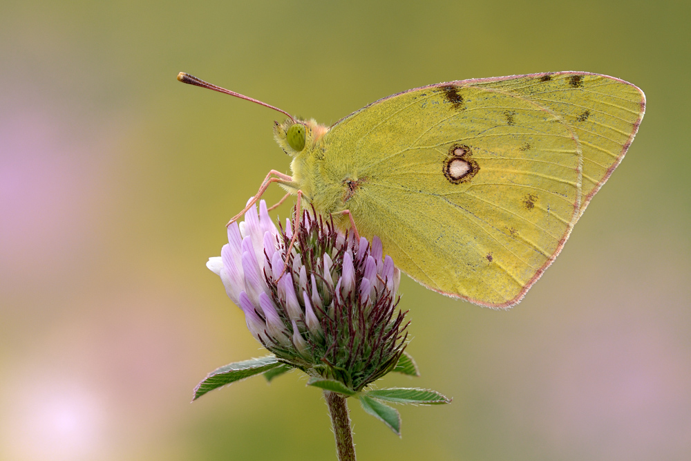 ~yellow@pink~