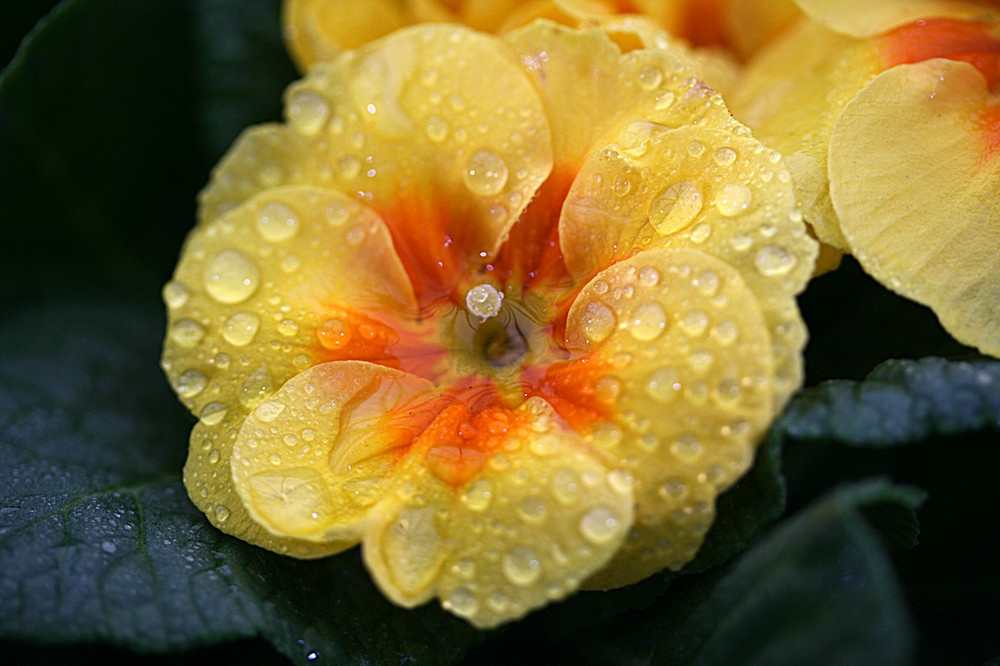 yellow_raindrops