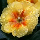 yellow_raindrops