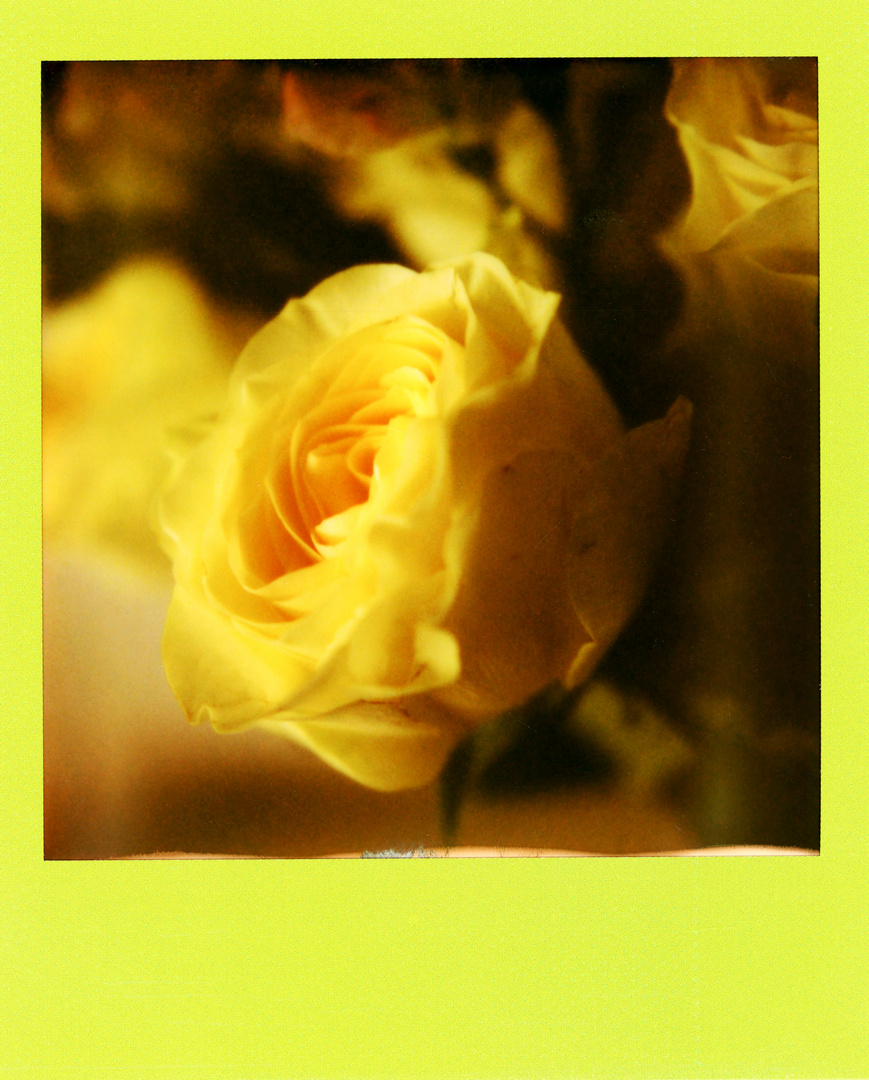 YellowRose