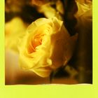 YellowRose