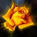 YellowRoses