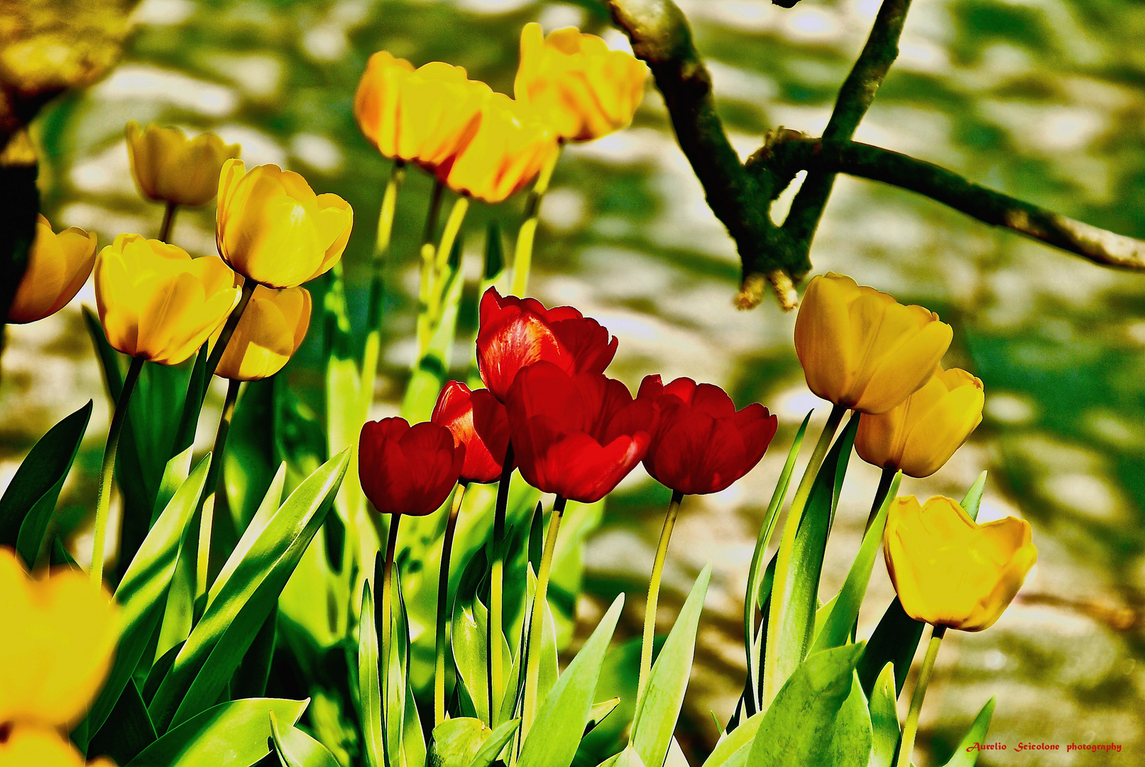 Yellows & Reds Tulips