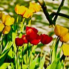 Yellows & Reds Tulips