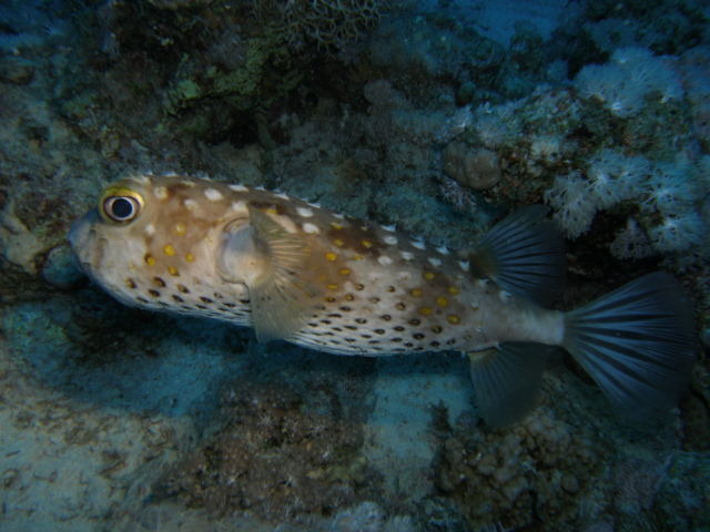 yellowspotted burrfish