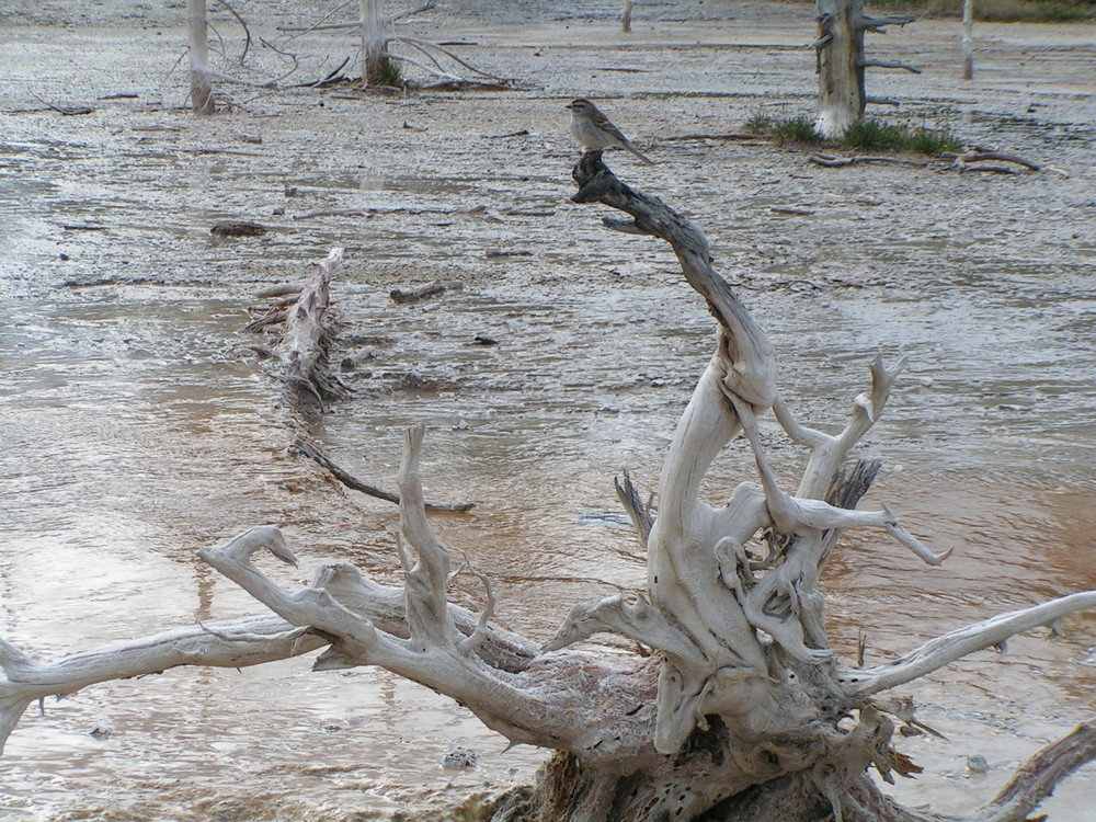 Yellowstone