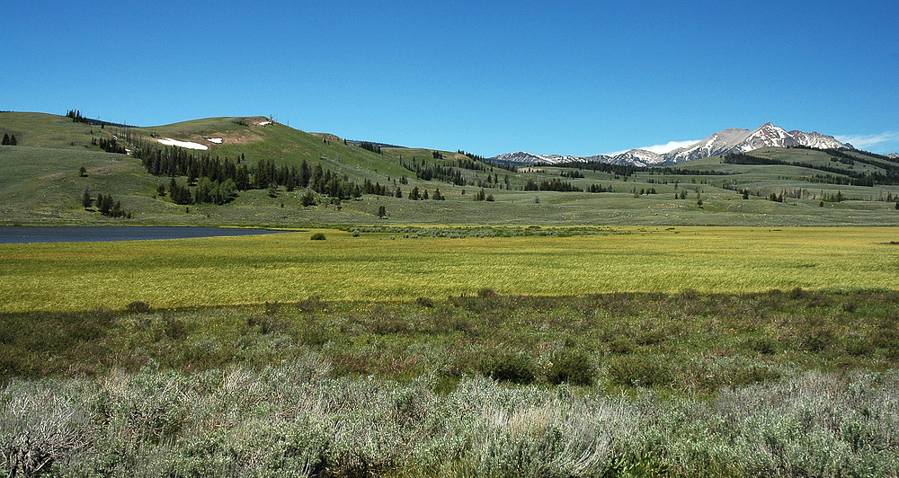 Yellowstone 1