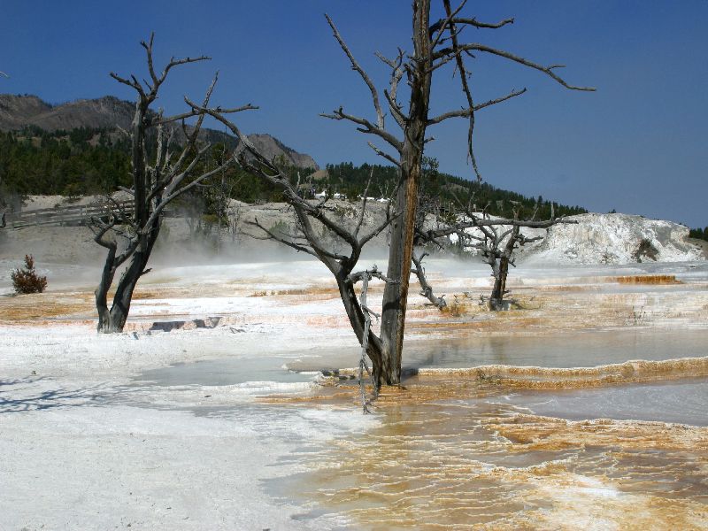 Yellowstone 12